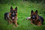 Fjällbrantens Dexter & Dokka